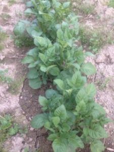 ジャガイモの手入れ、、、