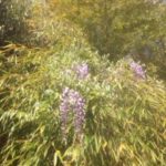 ヤマフジ、、、