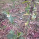 八十八夜、、、