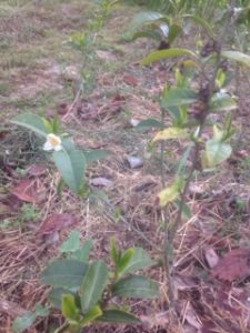 八十八夜、、、