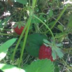 ご褒美だよね〜、、、