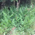 もうすぐミョウガの季節、、、