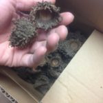 クヌギのへた、、、