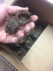 クヌギのへた、、、