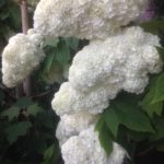 カシワバアジサイ、、、