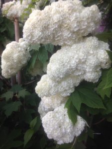カシワバアジサイ、、、
