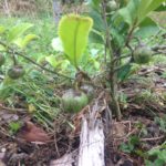 タネは大きく、、、