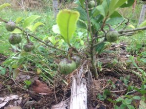 タネは大きく、、、