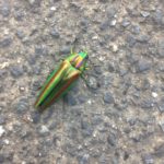 珍しいよね〜、、、