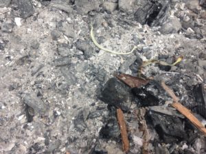 釉薬に使う灰、、、