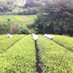 お茶会をしたいなぁ〜、、、、