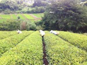 お茶会をしたいなぁ〜、、、、