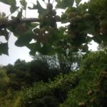 暑いって、、、、