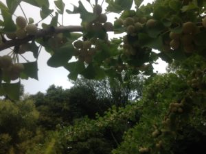 暑いって、、、、