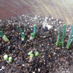 たくましいよねぇー、、、