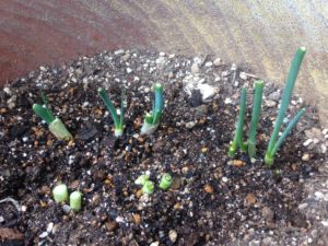 たくましいよねぇー、、、