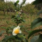 いま、見ごろ、、、、