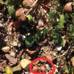 身(実)を結ぶ、、、、、