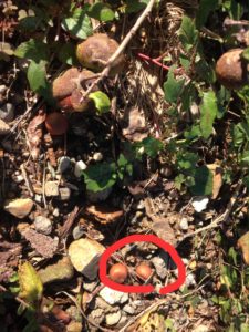 身(実)を結ぶ、、、、、