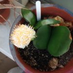 今年も咲いた、、、、