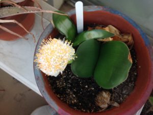 今年も咲いた、、、、