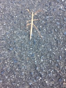 今日はゆっくり、、、