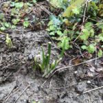 ほっちっち農業、、、、