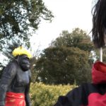 ゴリラと再会、、、、