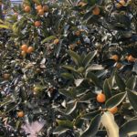 キンカンの甘露煮、、、、、