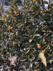 キンカンの甘露煮、、、、、