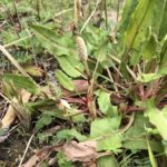 畑でツクシが、、、、、