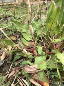 畑でツクシが、、、、、