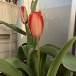 チューリップ、、、、、