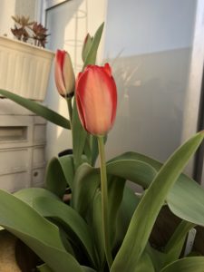 チューリップ、、、、、