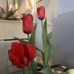 地球は、、、ま、わ、る、、、、