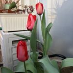 ありがとう、そして、、、、