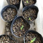 ポップコーンの、、、、