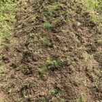 どちらかわからなくなっちゃった〜、、、、、