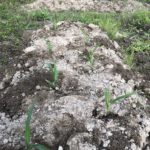 トウモロコシの苗を植える、、、、