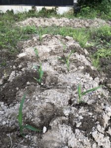 トウモロコシの苗を植える、、、、
