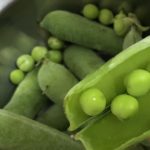 エンドウ豆もここまでいくと、、、、