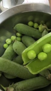 エンドウ豆もここまでいくと、、、、