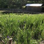 かきつばた園に、、、、、