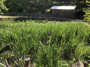 かきつばた園に、、、、、