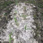 恵みの雨です、、、、