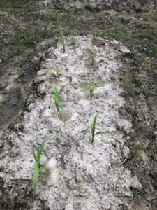 恵みの雨です、、、、