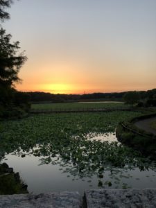 これからですね、、、、、