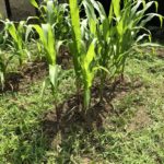 畑作業を、、、、、