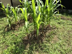 畑作業を、、、、、