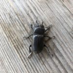 オサボリではないけど、、、、